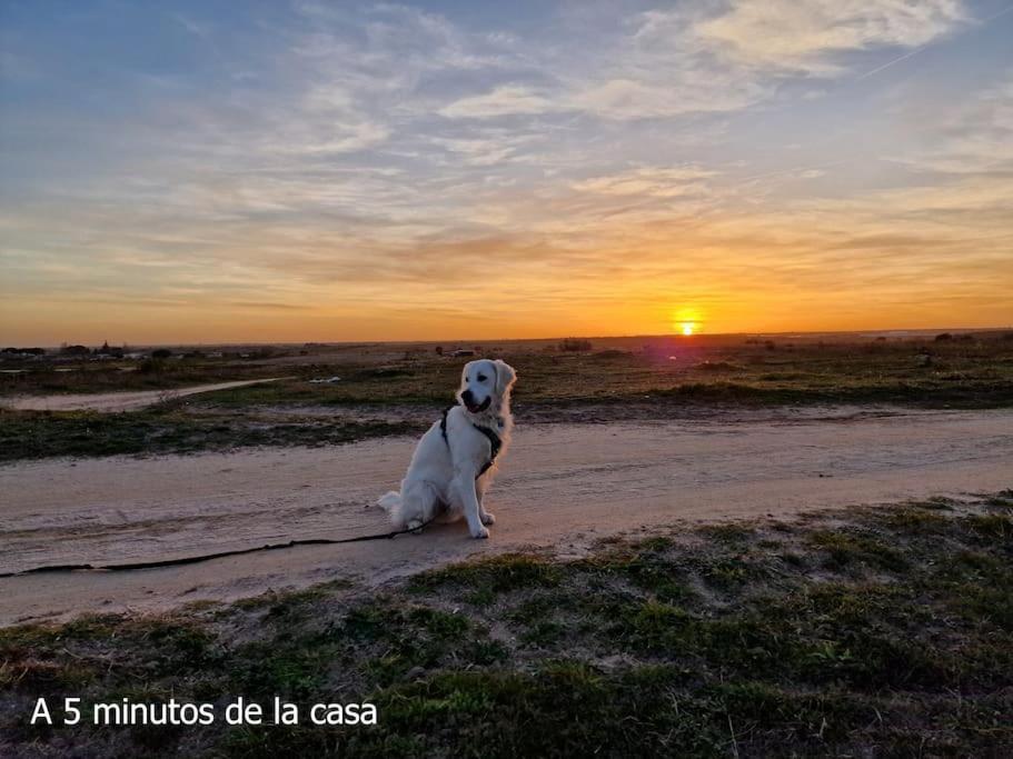 Primera Planta Completa, El Álamo Exterior foto
